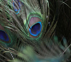 Speckled Peacock